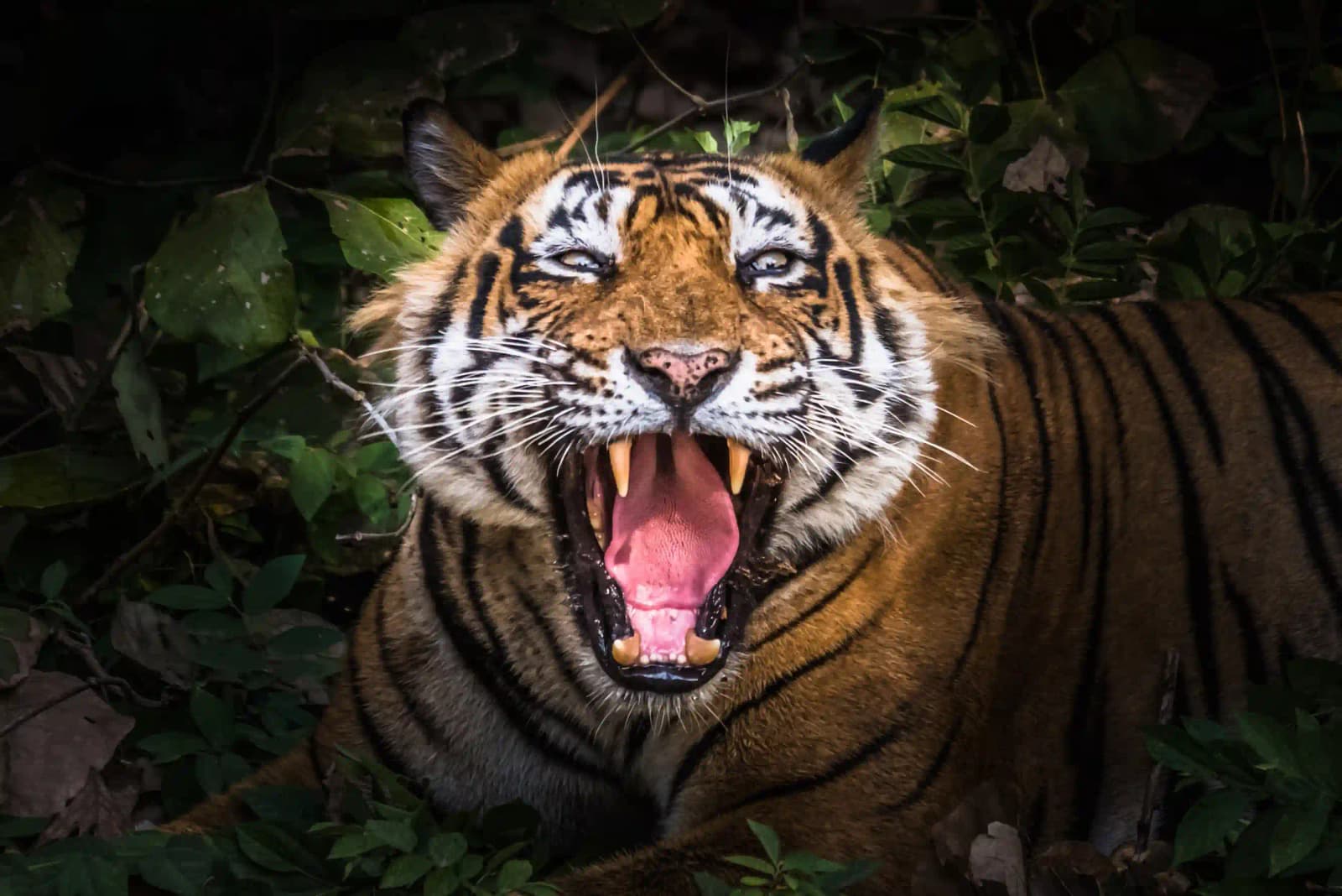 Golden Triangle Tour with Ranthambore Booking Guide