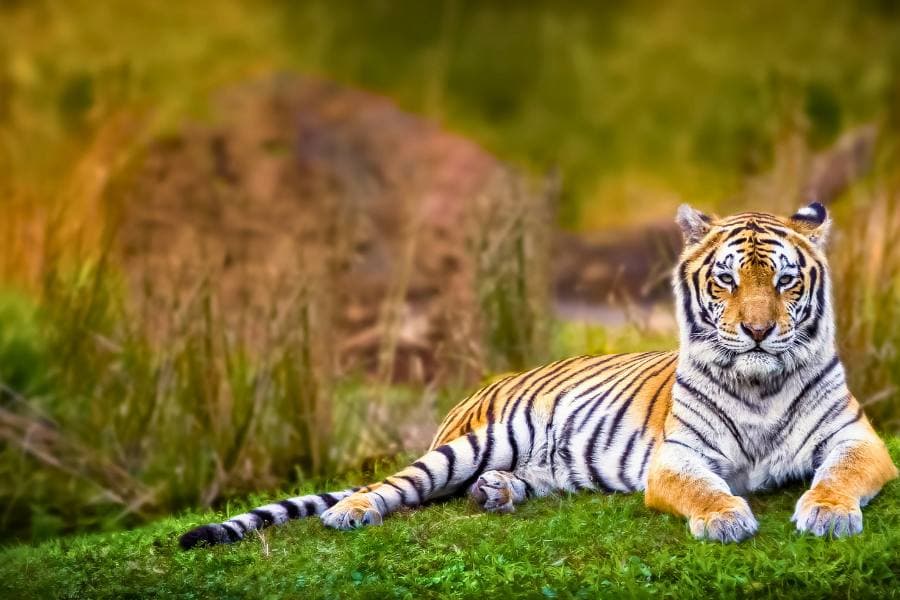 Which Is the Best Golden Triangle Tour with Ranthambore Safari?