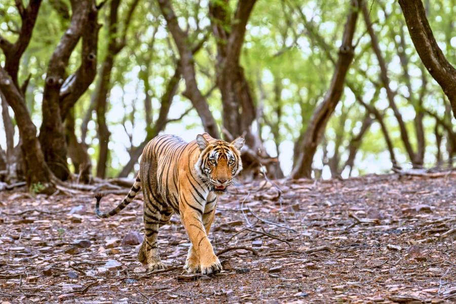How do I plan a Ranthambore safari from Jaipur?